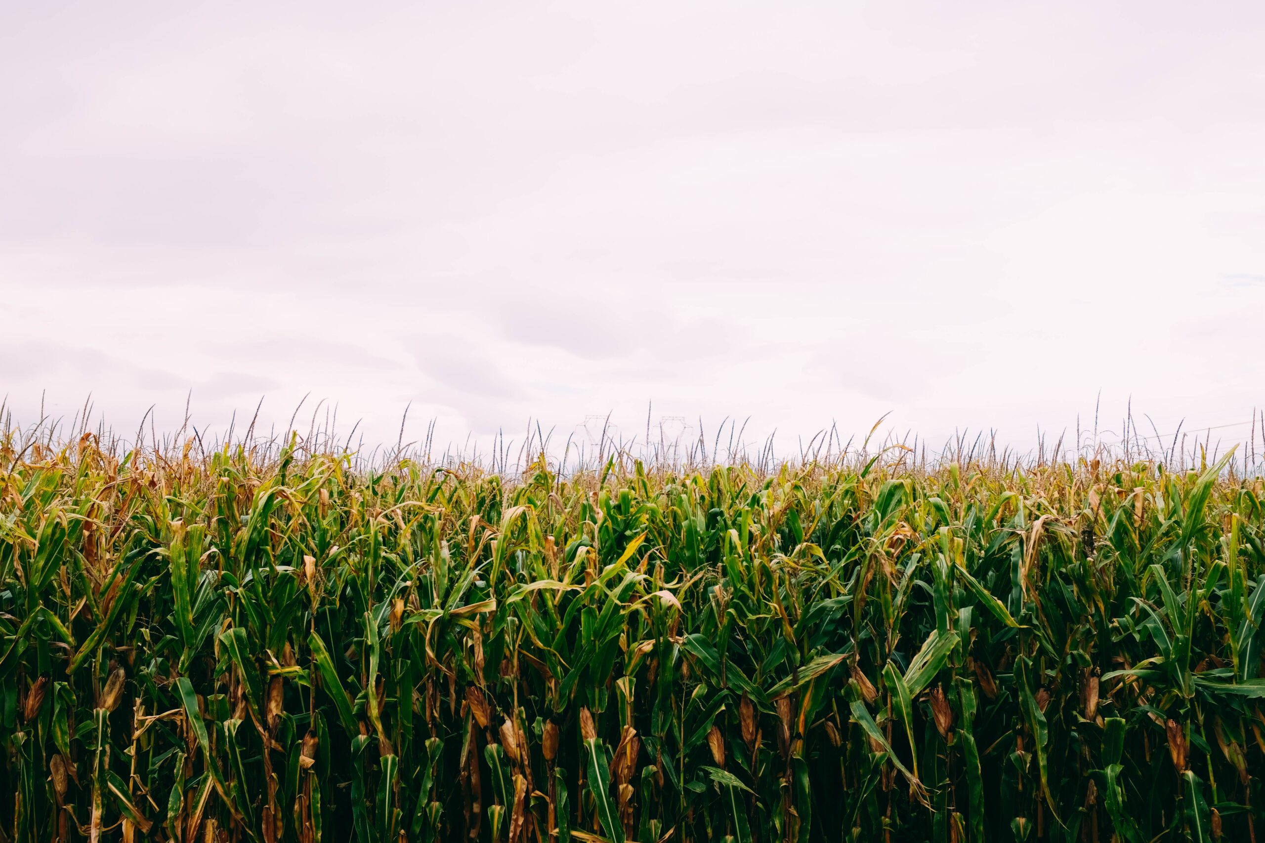 Drones Pulverizadores para Campos de Milho 3 cornfield cloudy sky scaled