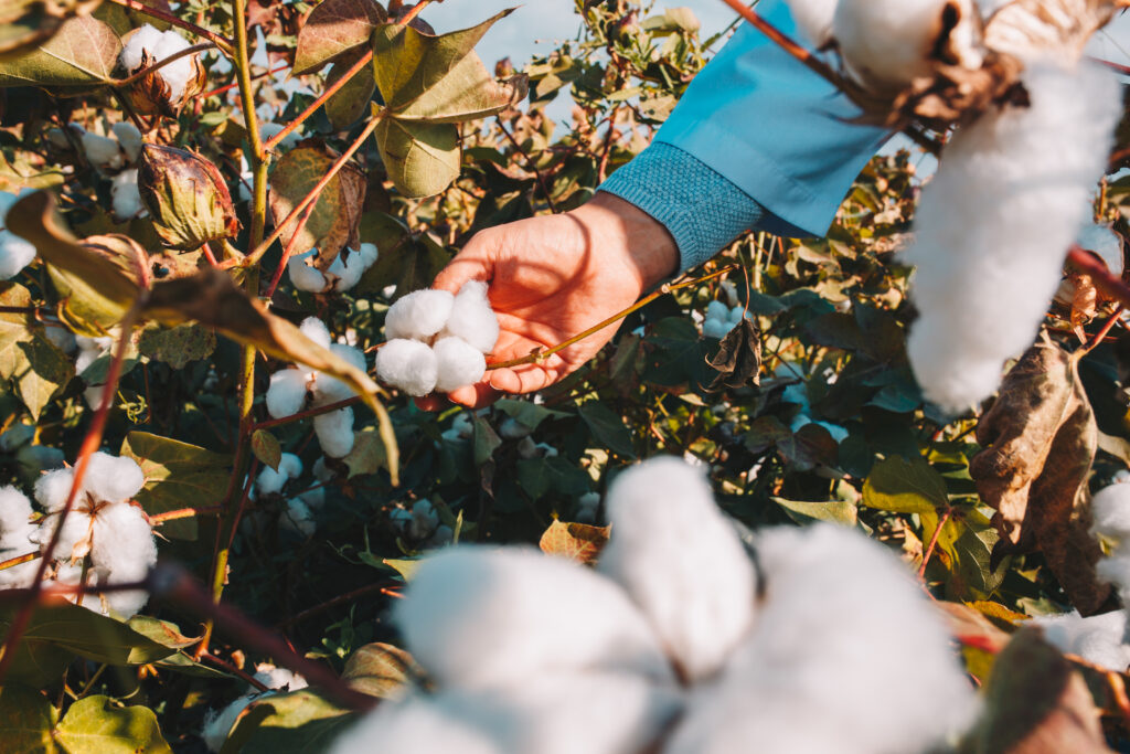Drones de pulverização para algodão: Eficiência e Economia 12 taking cotton from branch by farmer drone de pulverização para cultura da laranja