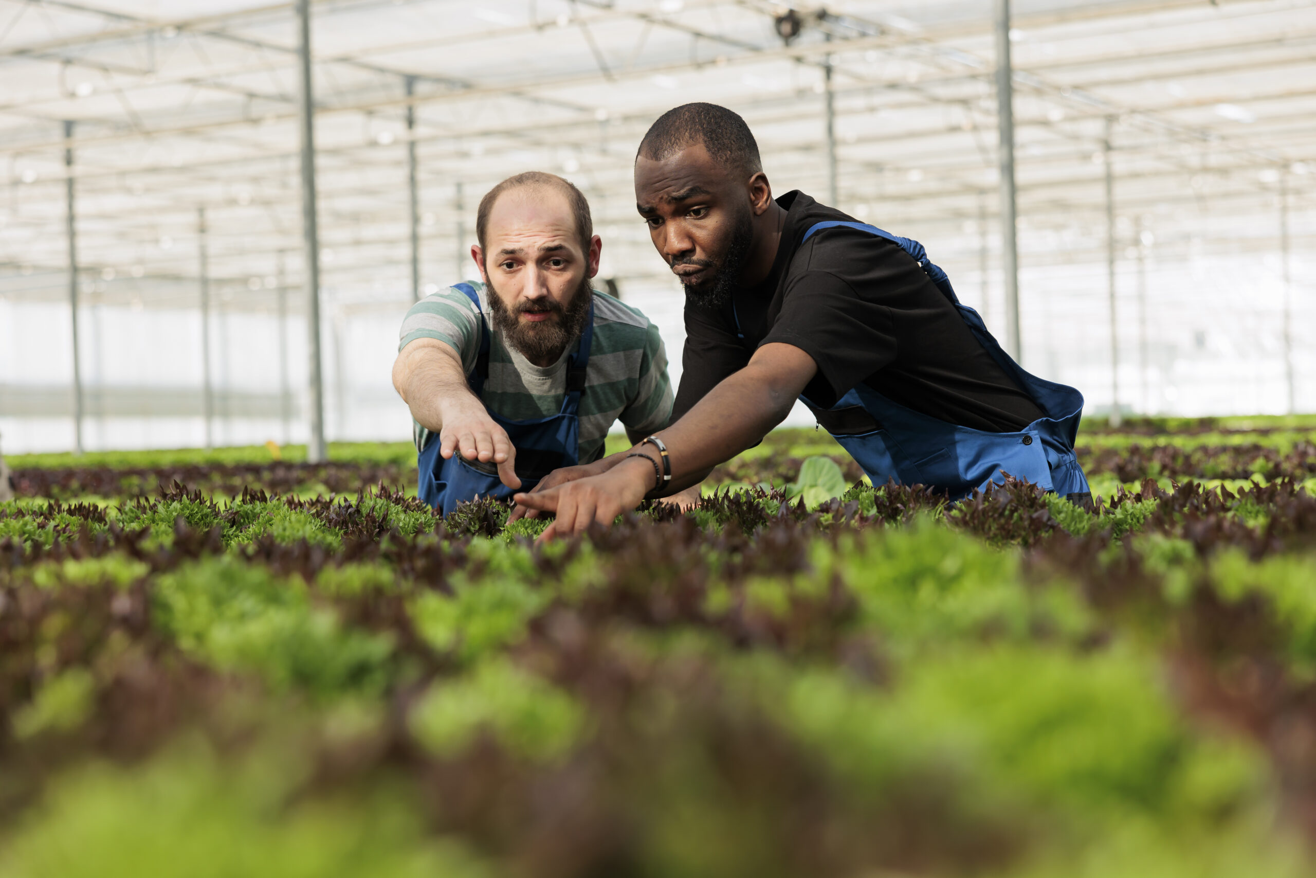 Drones pulverizadores para agricultura orgânica eficiente 2 teamworking farm workers carefully inspecting vegetable plantation crop yields are growing healthy certified organic way without using harmful chemicals local horticulture sustainable greenhouse 1 scaled