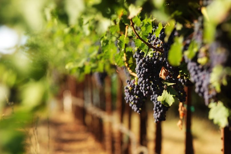 Pulverizador de Drones para Vinícolas: Solução Eficiente 1 vinhos de minas gerais 3 vinicolas que voce precisa conhecer 1 810x540 1