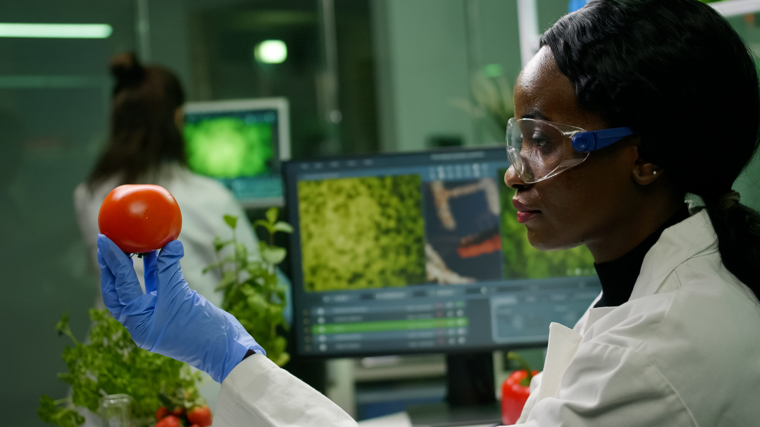 Drone Pulverizador na Gestão de Nutrientes 3 african scientist woman looking tomato while her collegue typing dna test computer background scaled drone pulverizador para gestão de nutrientes