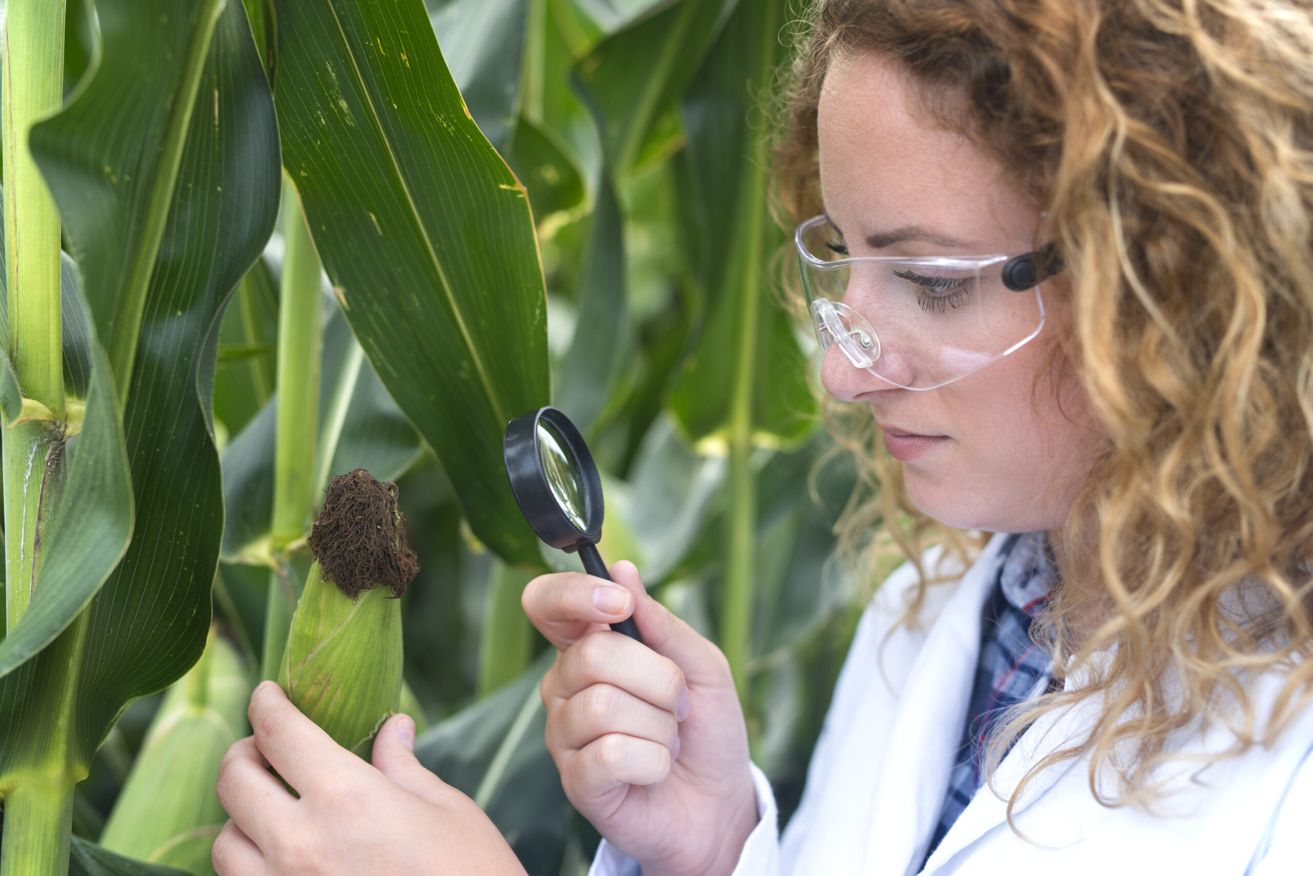 Drone de Pulverização para Controle de Fungos 2 agronomist expert examining corn leaf looking disease indicator 2 scaled drone de pulverização para controle de fungos