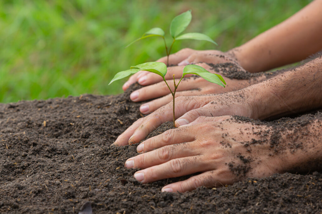 Drone de Pulverização para Reflorestamento Eficiente 1 close up picture hand holding planting sapling plant 1 drone de pulverização para reflorestamento