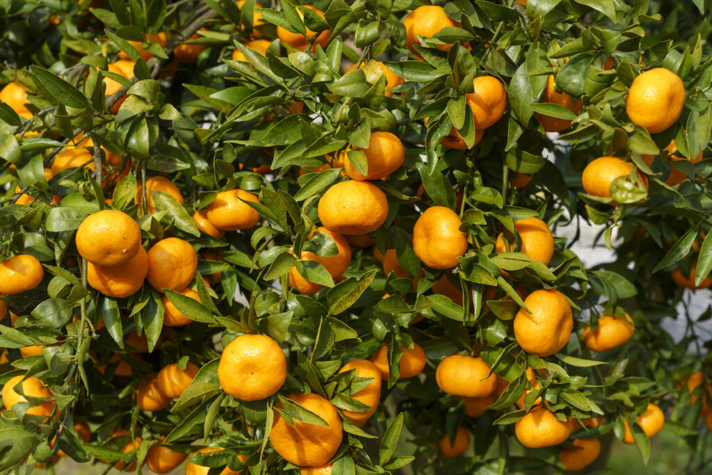 Drone de Pulverização para Cultura da Laranja 1 closeup shot delicious fresh oranges tree drone de pulverização para cultura da laranja