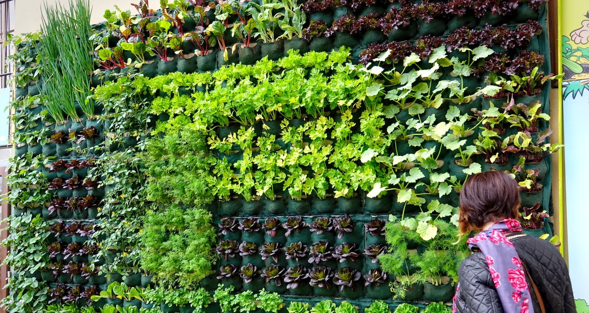 Drones Pulverizadores para Agricultura Vertical: Eficiência 2 hortalicas plantio vertical drones pulverizadores para agricultura vertical