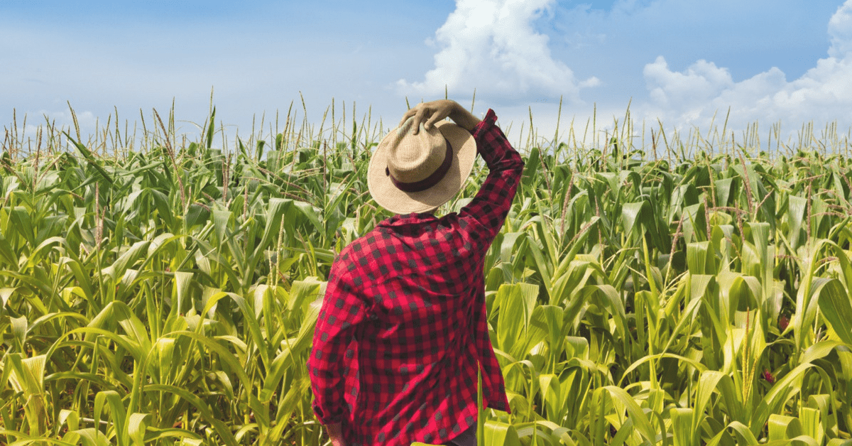 manejo integrado de pragas no milho 1 drones pulverizadores para manejo de pragas