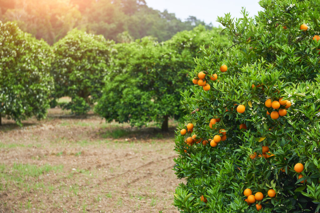 Drone de Pulverização para Cultura da Laranja 1 orange orange tree orange park beauty world drone de pulverização para cultura da laranja