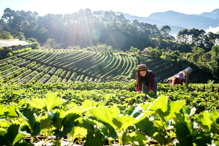 Drone pulverizador para práticas agrícolas em áreas de relevo acidentado 1 beautiful farmer woman checking strawberry farm 1150 6749 1 Drone pulverizador para práticas agrícolas em áreas de relevo acidentado