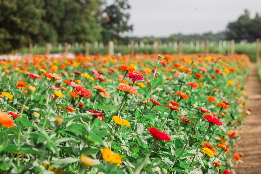 Drone pulverizador para otimização de cultivos de flores comestíveis 1 closeup blooming flowers greenery 181624 37961 Drone pulverizador para otimização de cultivos de flores comestíveis