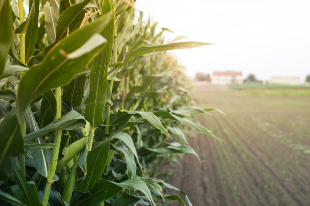 Drone pulverizador para monitoramento de saúde de lavouras de milho 7 corn field sunset Drone pulverizador para otimização de cultivos de flores comestíveis