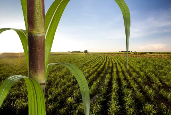 depositphotos 266509564 stock photo close up sugarcane with plantation Drone pulverizador para monitoramento de safras de arroz