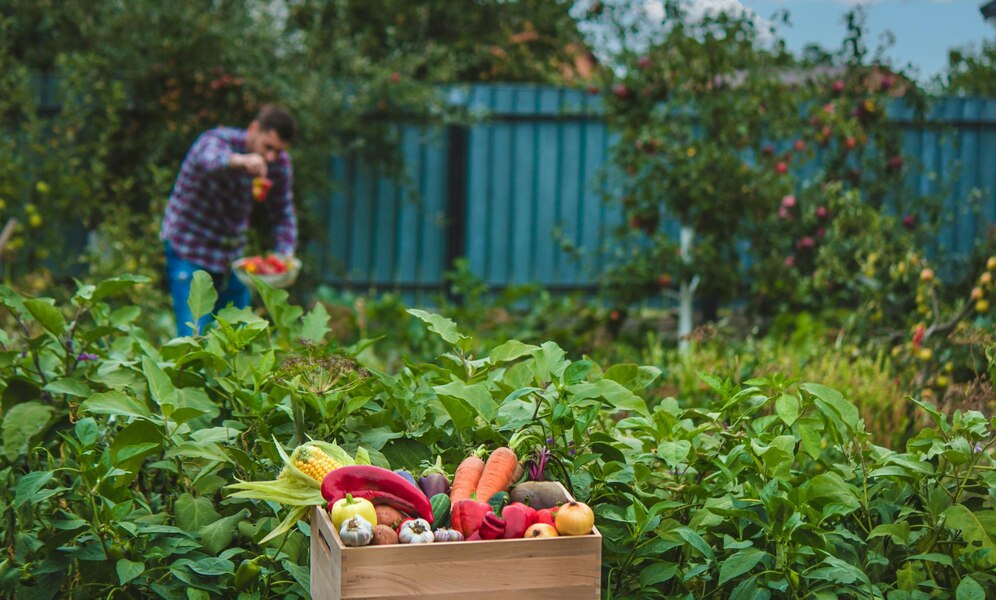 Drone pulverizador para tratamento de culturas de legumes em áreas pequenas 1 farmer collects vegetables garden selective focus 472916 5762 Drone pulverizador para tratamento de culturas de legumes em áreas pequenas