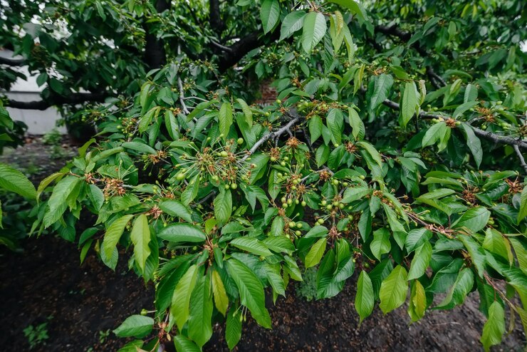 grandes cachos de close up de cerejas verdes em uma arvore no jardim colheita de deliciosas cerejas 180601 14494 Drone pulverizador para monitoramento de safras de arroz
