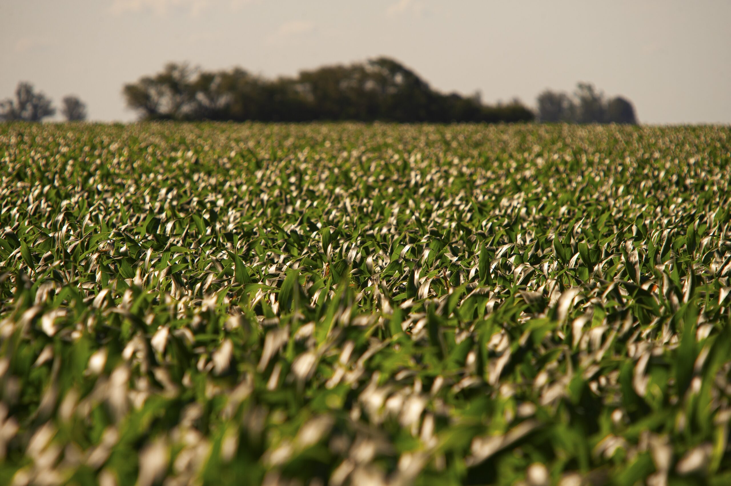 green cornfield clear blue sky scaled Drone pulverizador para monitoramento de safras de arroz