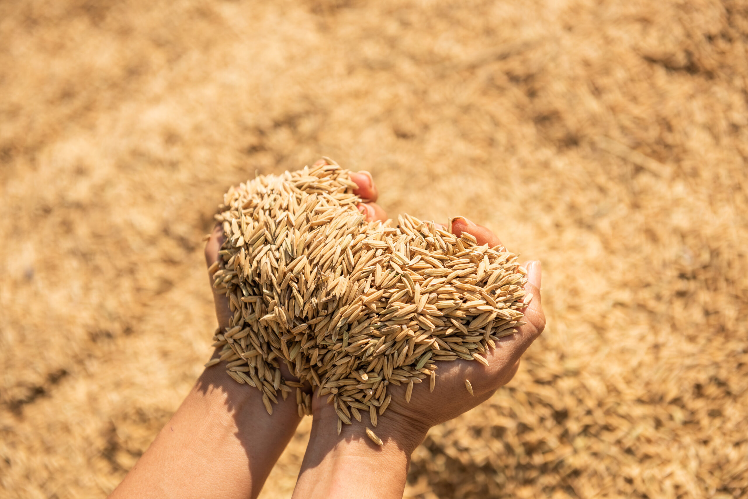 paddy harvest golden yellow paddy hand farmer carrying paddy hand rice scaled Drone pulverizador para monitoramento de safras de arroz