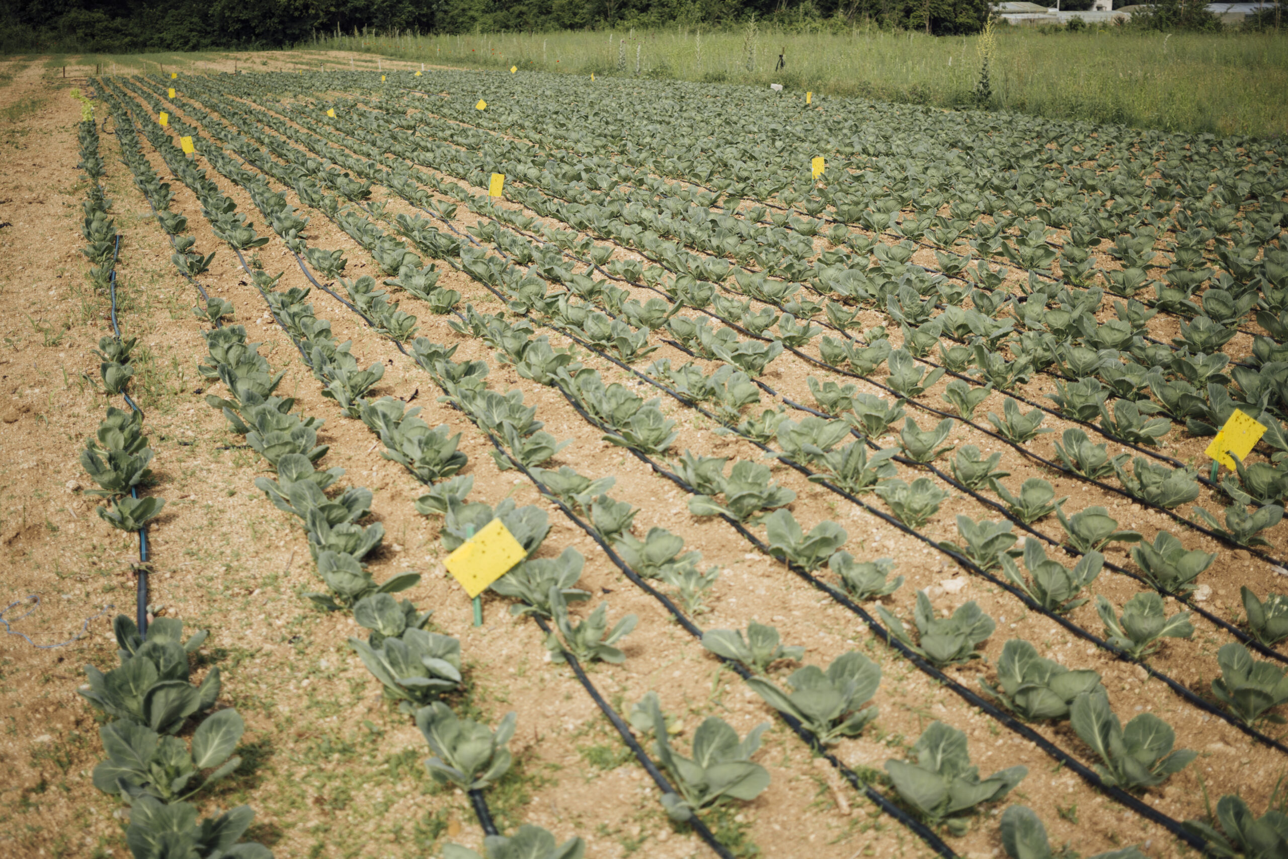 plants growing field scaled Drone pulverizador para monitoramento de safras de arroz