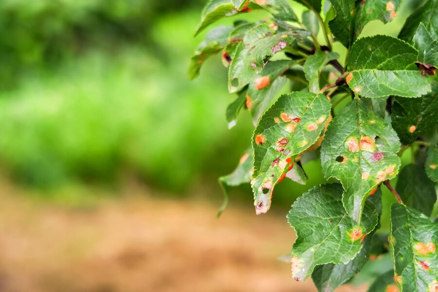 Drone pulverizador para controle de pragas em plantações de frutas 7 plum tree disease clasterosporiasis coccomycosis marsoniosis plum leaves space text 561246 1339 Drone pulverizador para tratamento de culturas de legumes em áreas pequenas
