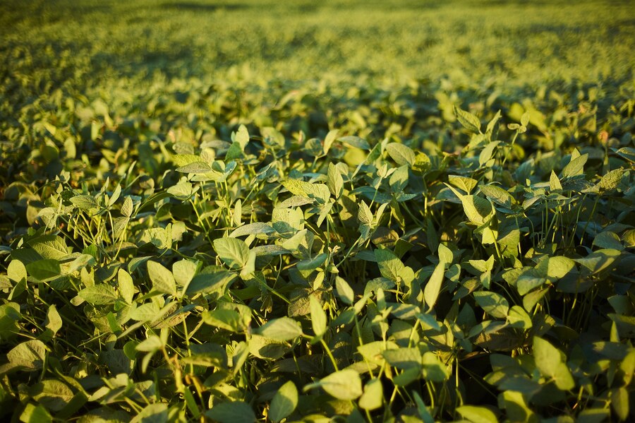 Drone pulverizador para gestão de ervas daninhas em lavouras de feijão 19 selective focus shot plants with green leaves field daytime 181624 20097 Drone pulverizador para tratamento de culturas de legumes em áreas pequenas