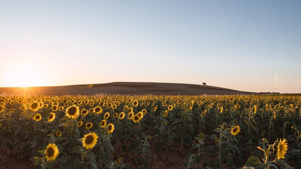 Drone pulverizador para eficiência no manejo de culturas de girassol 4 sun shining field with beautiful sunflowers 181624 40464 Drone pulverizador para tratamento de culturas de legumes em áreas pequenas