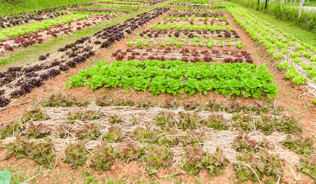 Drone pulverizador para aplicação eficiente de fertilizantes em hortas urbanas 2 vegetable garden herbs vegetables backyard formal garden eco friendly gardening 35380 1213 1 Drone pulverizador para aplicação eficiente de fertilizantes em hortas urbanas