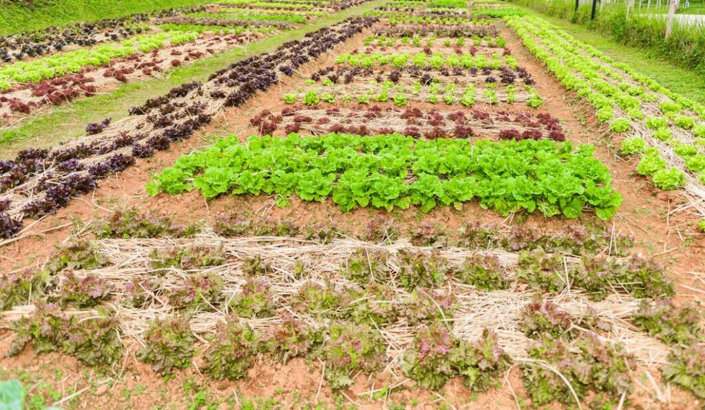 Drone pulverizador para preservação de áreas de cultivo orgânico 13 vegetable garden herbs vegetables backyard formal garden eco friendly gardening 35380 1213 Drone pulverizador para tratamento de culturas de legumes em áreas pequenas